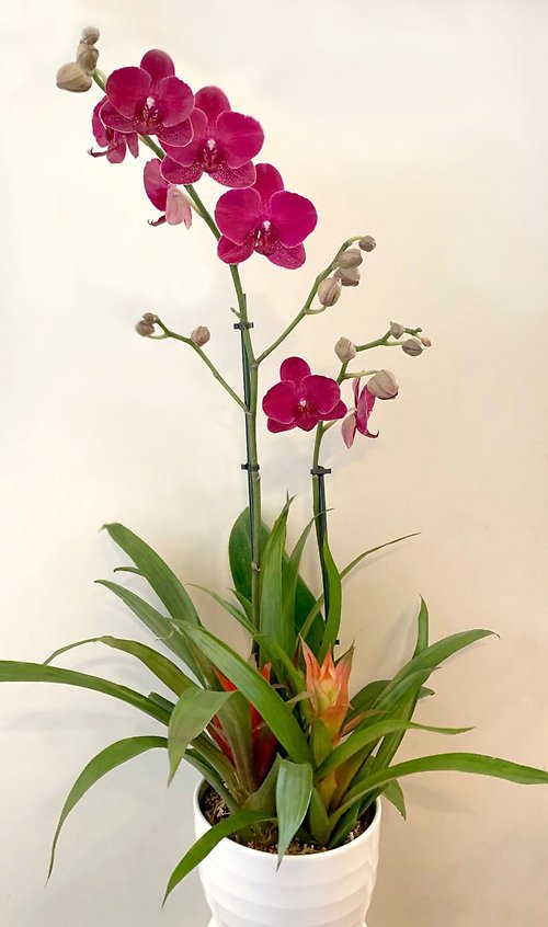 Orchid with 2 Bromeliads in Ceramic Pot